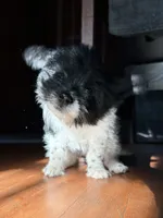 Booger, a male Pomeranian and Poodle - Miniature  for sale in Chesterfield, MI – 5 of 10