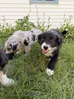 Australian shepherd mix puppy female , a female Australian Shepherd and Bernese Mountain Dog for sale in Chesterfield, MI – 9 of 9