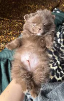 Bentley fuzBunz, a male Pomeranian for sale in Chesterfield, MI – 8 of 10