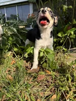 Larry, a male Chihuahua for sale in Chesterfield, MI – 8 of 9