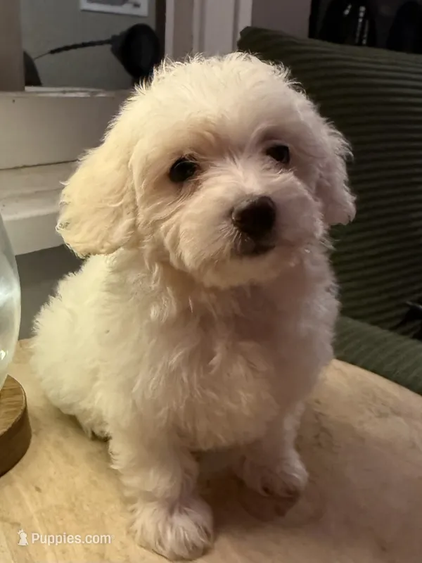 Stella – Poodle - Miniature  puppy for sale in Chesterfield, MI