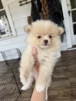 Rico fuz, a male Pomeranian for sale in Chesterfield, MI – 7 of 10