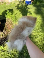 Diva, a female Pomeranian for sale in Chesterfield, MI – 3 of 5