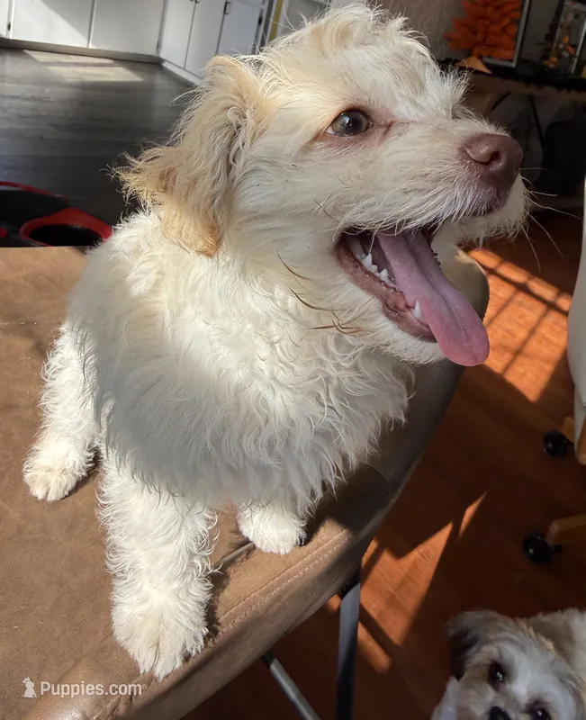 casper, a male Pomeranian and Poodle - Miniature  for sale in Chesterfield, MI – 1 of 9