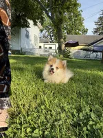 Diva, a female Pomeranian for sale in Chesterfield, MI – 5 of 5