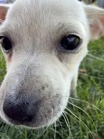 Blondy, a female Chihuahua for sale in Chesterfield, MI – 6 of 8