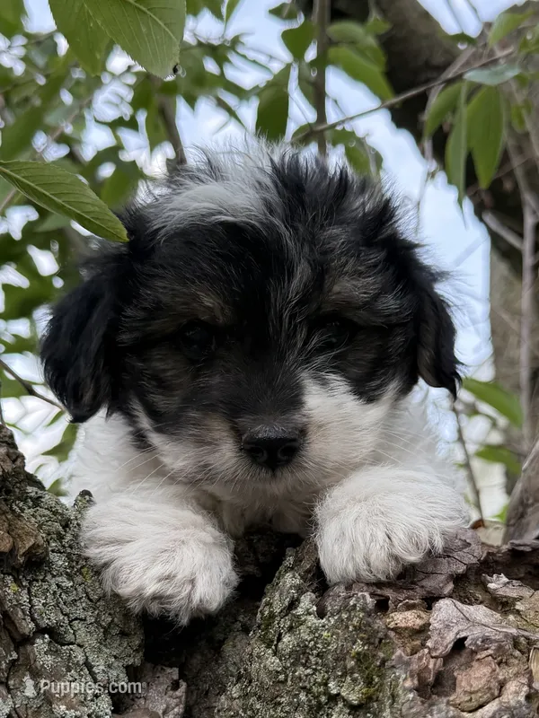 Snoopy – Yorkshire Terrier puppy for sale in Chesterfield, MI
