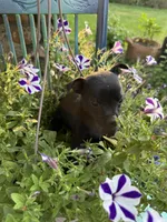 Meat bone, a male Chihuahua for sale in Chesterfield, MI – 9 of 9