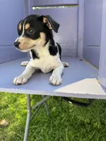 Larry, a male Chihuahua for sale in Chesterfield, MI – 9 of 9