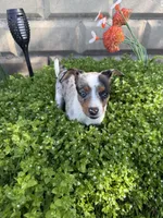 Riley, a female Rat Terrier and Toy Australian Shepherd for sale in Chesterfield, MI – Photo 6 of 9