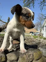 Riley, a female Rat Terrier and Toy Australian Shepherd for sale in Chesterfield, MI – Photo 3 of 9