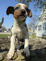 Riley, a female Rat Terrier and Toy Australian Shepherd for sale in Chesterfield, MI – Photo 2 of 9
