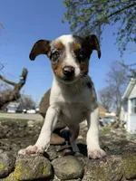 Riley, a female Rat Terrier and Toy Australian Shepherd for sale in Chesterfield, MI – Photo 4 of 9