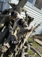 Riley, a female Rat Terrier and Toy Australian Shepherd for sale in Chesterfield, MI – Photo 8 of 9