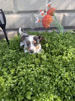 Riley, a female Rat Terrier and Toy Australian Shepherd for sale in Chesterfield, MI – Photo 7 of 9