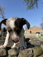 Riley, a female Rat Terrier and Toy Australian Shepherd for sale in Chesterfield, MI – Photo 5 of 9