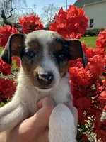 Riley, a female Rat Terrier and Toy Australian Shepherd for sale in Chesterfield, MI – Photo 1 of 9