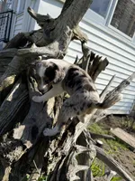 Riley, a female Rat Terrier and Toy Australian Shepherd for sale in Chesterfield, MI – Photo 9 of 9