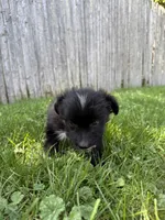 Baby toothless, a male Australian Shepherd and Yorkshire Terrier for sale in Chesterfield, MI – 10 of 10