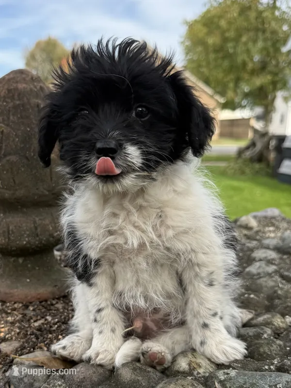 Booger – Pomeranian, Poodle - Miniature  puppy for sale in Chesterfield, MI