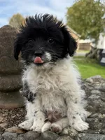 Booger, a male Pomeranian and Poodle - Miniature  for sale in Chesterfield, MI – 1 of 10