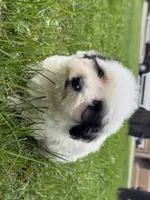 Otto, a male Poodle - Miniature  for sale in Chesterfield, MI – 2 of 10