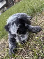 Sammy, a female Australian Cattle Dog and Poodle - Miniature  for sale in Chesterfield, MI – 8 of 10