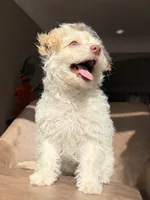 casper, a male Pomeranian and Poodle - Miniature  for sale in Chesterfield, MI – 5 of 9