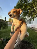 Jimmy, a male Jack Russell Terrier and Chihuahua for sale in Chesterfield, MI – 2 of 10