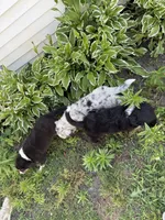 Australian shepherd mix puppy female , a female Australian Shepherd and Bernese Mountain Dog for sale in Chesterfield, MI – 5 of 9