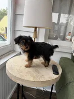Snickers, a female Yorkshire Terrier and Toy Australian Shepherd for sale in Chesterfield, MI – 8 of 10