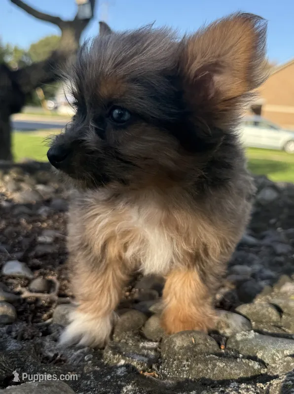 Saint – Yorkshire Terrier, Toy Australian Shepherd puppy for sale in Chesterfield, MI