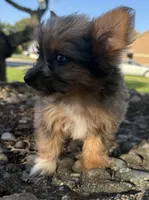 Saint, a male Yorkshire Terrier and Toy Australian Shepherd for sale in Chesterfield, MI – 1 of 9
