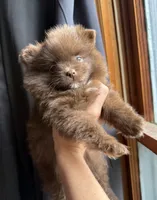 Bentley fuzBunz, a male Pomeranian for sale in Chesterfield, MI – 1 of 10