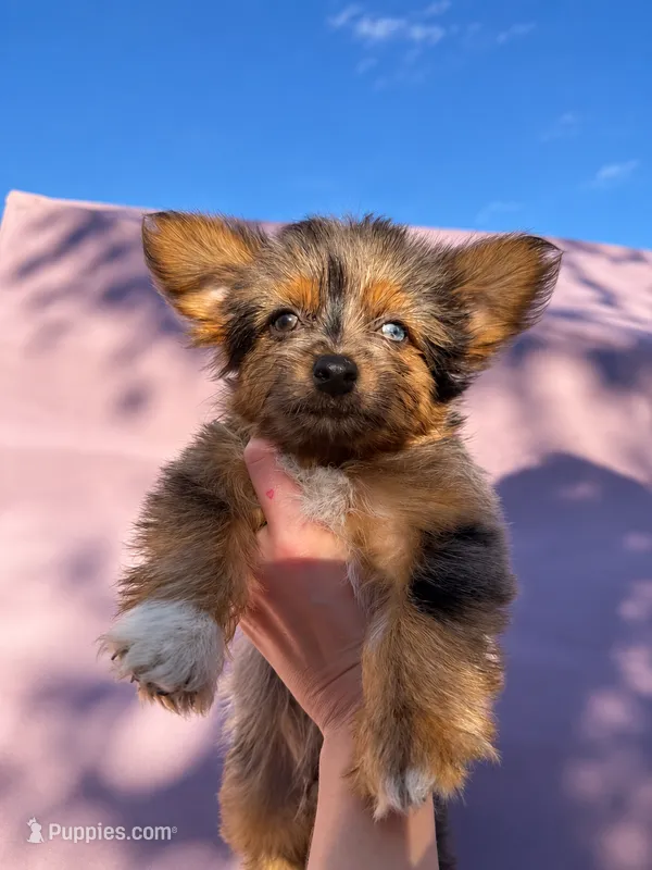 Saint – Yorkshire Terrier, Toy Australian Shepherd puppy for sale in Chesterfield, MI