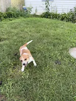 Jimmy, a male Jack Russell Terrier and Chihuahua for sale in Chesterfield, MI – 7 of 10