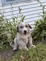 Echo, a female Australian Shepherd and Bernese Mountain Dog for sale in Chesterfield, MI – 6 of 8