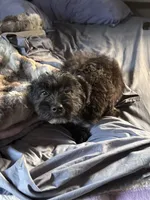 Brutus , a male Australian Cattle Dog and Poodle - Miniature  for sale in Chesterfield, MI – 6 of 10