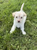 Casper, a male Pomeranian and Poodle - Miniature  for sale in Chesterfield, MI – 7 of 10