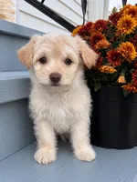 Casper, a male Pomeranian and Poodle - Miniature  for sale in Chesterfield, MI – 4 of 10