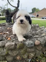 Otto, a male Poodle - Miniature  for sale in Chesterfield, MI – 6 of 10