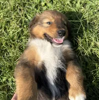 Bruno, a male Collie and German Shepherd Dog for sale in Chesterfield, MI – 3 of 10