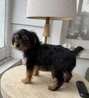 Snickers, a female Yorkshire Terrier and Toy Australian Shepherd for sale in Chesterfield, MI – 2 of 10