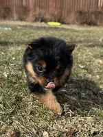 Layla, a female Pomeranian and Yorkshire Terrier for sale in Chesterfield, MI – Photo 3 of 10