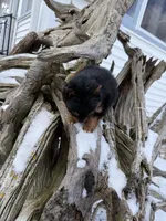 Layla, a female Pomeranian and Yorkshire Terrier for sale in Chesterfield, MI – Photo 10 of 10