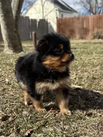 Layla, a female Pomeranian and Yorkshire Terrier for sale in Chesterfield, MI – Photo 8 of 10
