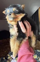 Layla, a female Pomeranian and Yorkshire Terrier for sale in Chesterfield, MI – Photo 6 of 10