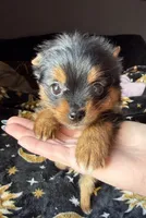 Layla, a female Pomeranian and Yorkshire Terrier for sale in Chesterfield, MI – Photo 7 of 10