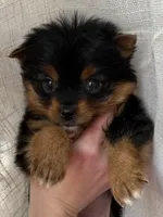 Layla, a female Pomeranian and Yorkshire Terrier for sale in Chesterfield, MI – Photo 2 of 10