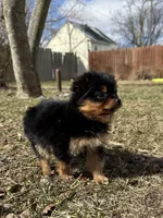 Layla, a female Pomeranian and Yorkshire Terrier for sale in Chesterfield, MI – Photo 9 of 10